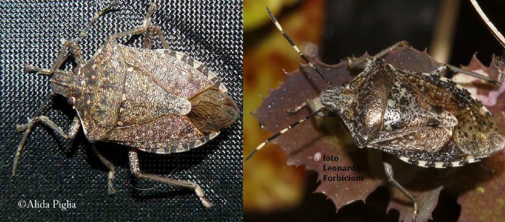 Pentatomidae: Halyomorpha halys - NUOVA PER L''ITALIA